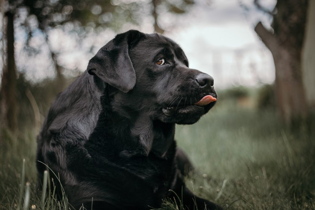 Feed your Labrador high quality dog food