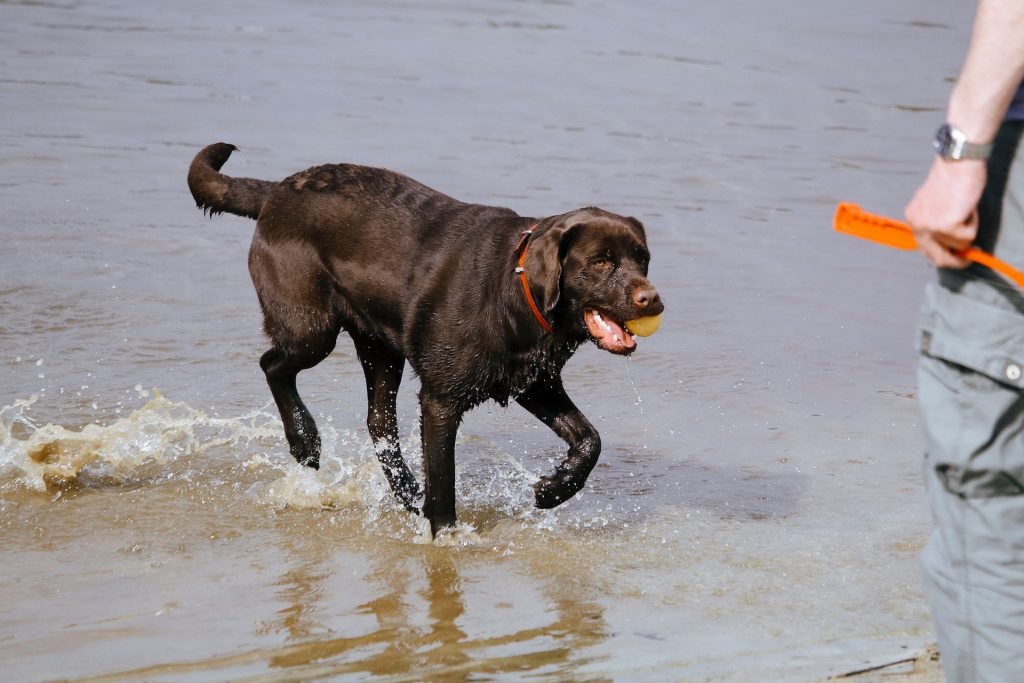 Special Considerations For Senior Labradors