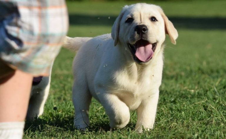 Temperament of an English Lab