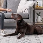 Training Tips for your English Labrador Retriever