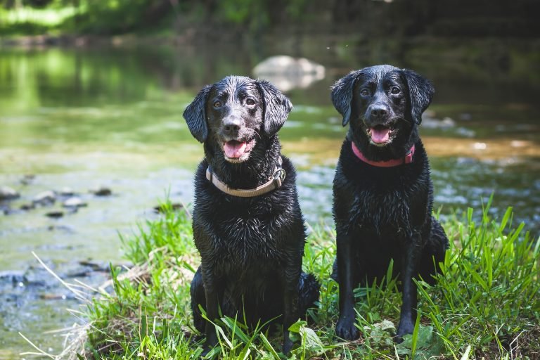 Keeping Your English Labrador Healthy: A Guide to Health and Nutrition