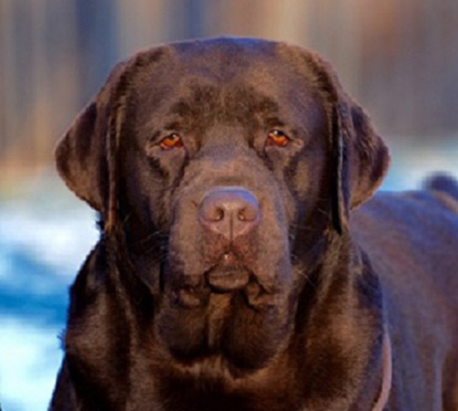Big Chocolate Labrador Retriever