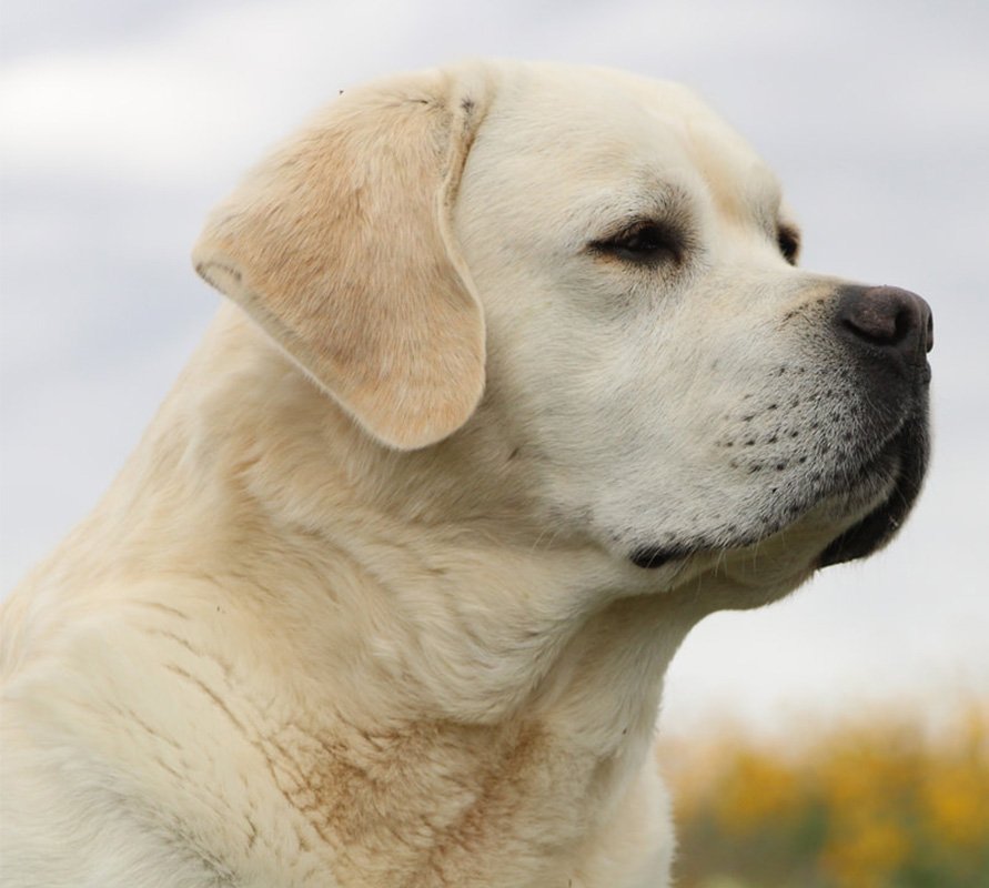Yellow Labrador Retriever